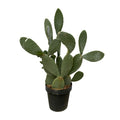 Cactus Opuntia - 120cm Ø38cm
