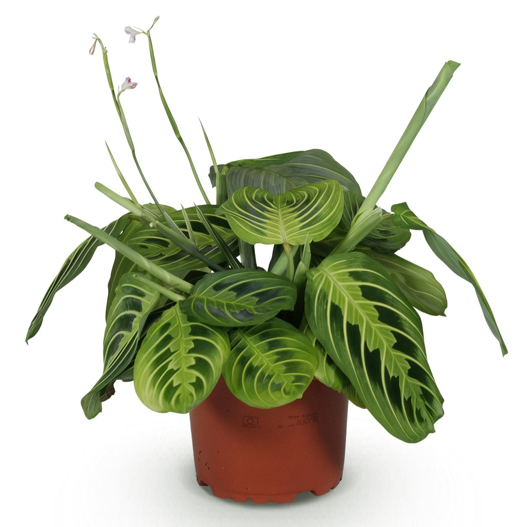 Kamerplant - Maranta Fascinator Lemon Lime - Gebedsplant - Huisdiervriendelijke Plant - Groen - 1 Plant - Pot 12cm - Hoogte 25cm