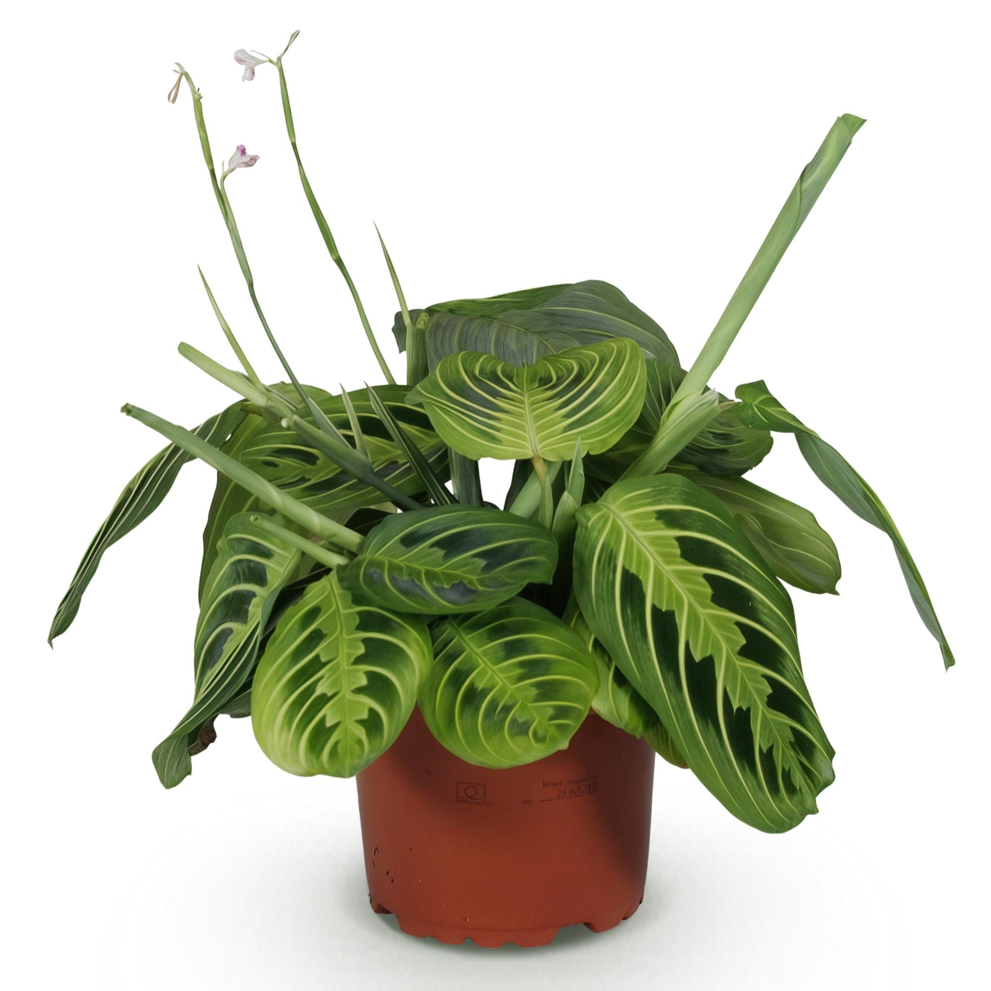 Kamerplant - Maranta Fascinator Lemon Lime - Gebedsplant - Huisdiervriendelijke Plant - Groen - 1 Plant - Pot 12cm - Hoogte 25cm