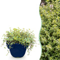 Vasteplant - Thymus citr. Sambesi - Citroentijm - Geurend - Geel - 24 Planten - Pot 11cm - Hoogte 15-25cm