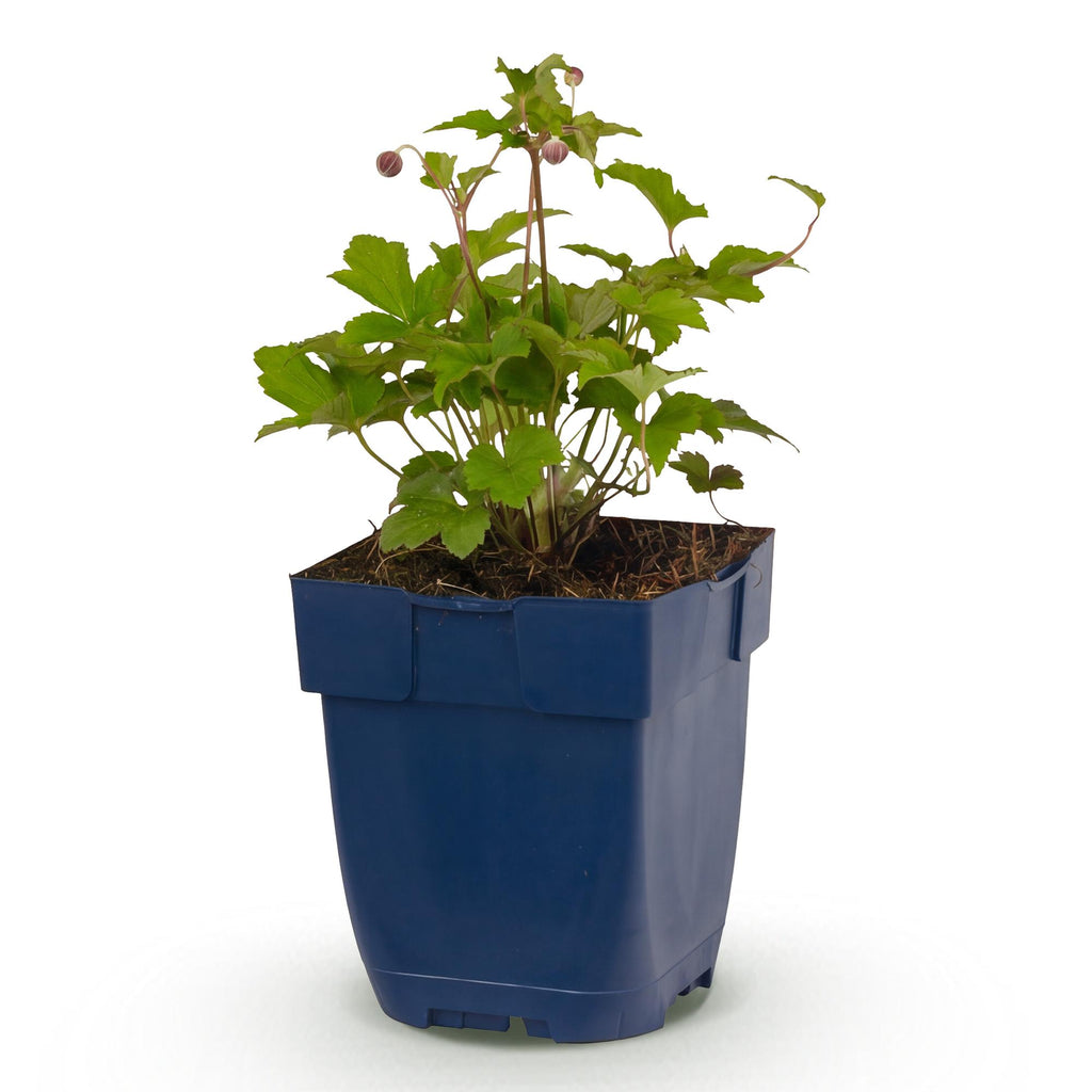 Vasteplant - Anemone hup. Splendens - Herfst Anemoon - Schaduw - Donker Roze - 1 Plant - Pot 11cm - Hoogte 15-25cm