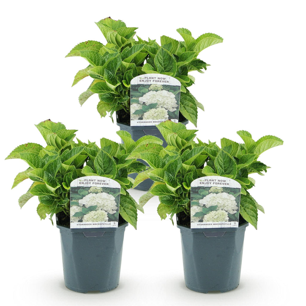 Hortensia - Hydrangea macrophylla Wit - Bloem Wit - 3 Planten - 1 m2 - Bladverliezend - Weinig Onderhoud - Pot 17cm Hoogte 30cm