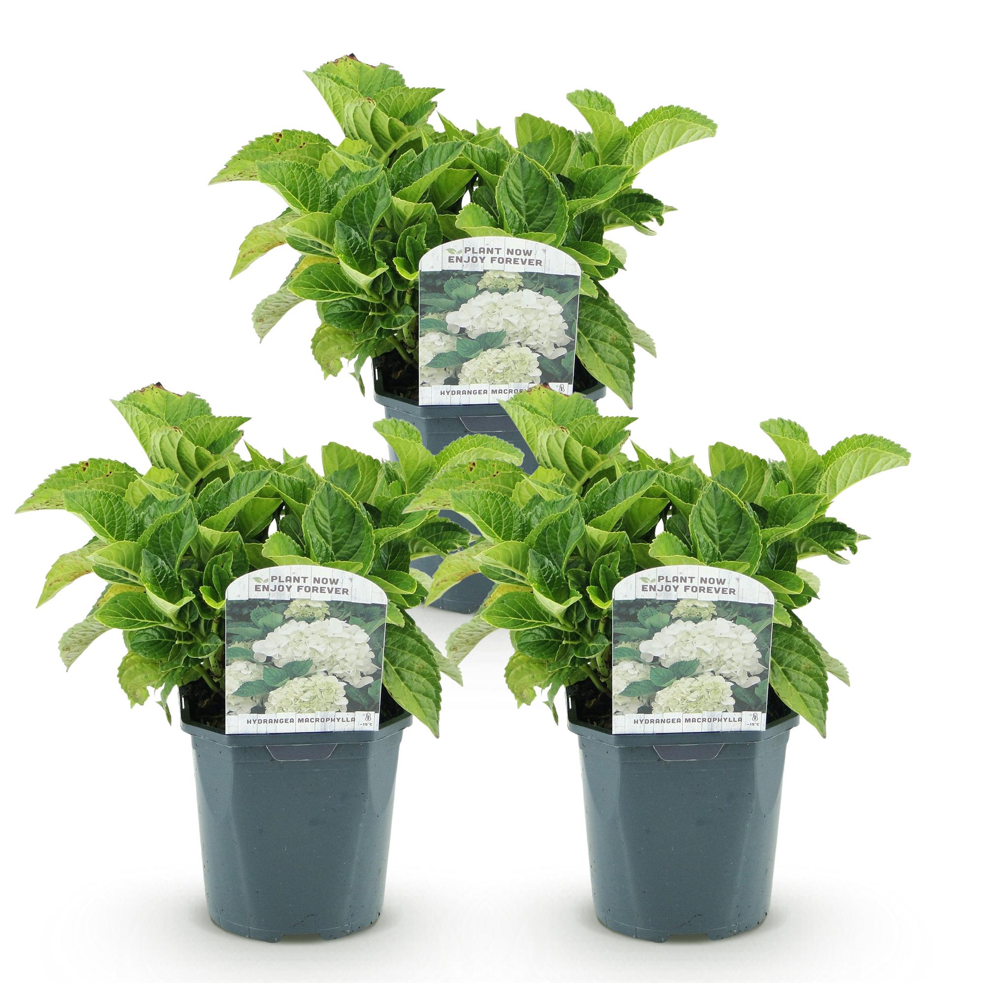 Hortensia - Hydrangea macrophylla Wit - Bloem Wit - 3 Planten - 1 m2 - Bladverliezend - Weinig Onderhoud - Pot 17cm Hoogte 30cm