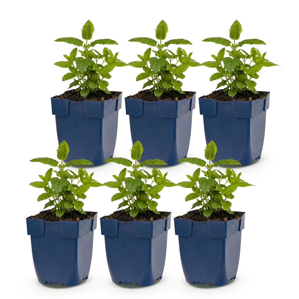 Vasteplant - Nepeta nerv. Neptune - Kattenkruid - Bijen en Vlinderlokkers - Paars - 6 Planten - Pot 11cm - Hoogte 15-25cm