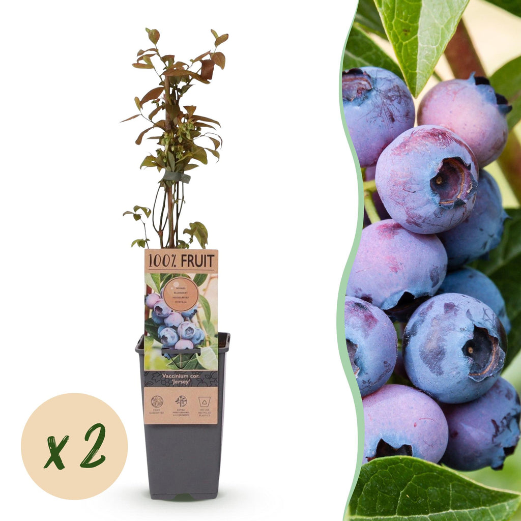 Fruitplant - Vaccinium corymbosum Jersey - Bosbes - Winterhard - Blauwe Bes - 2 Planten - Pot 15cm - Hoogte 50cm