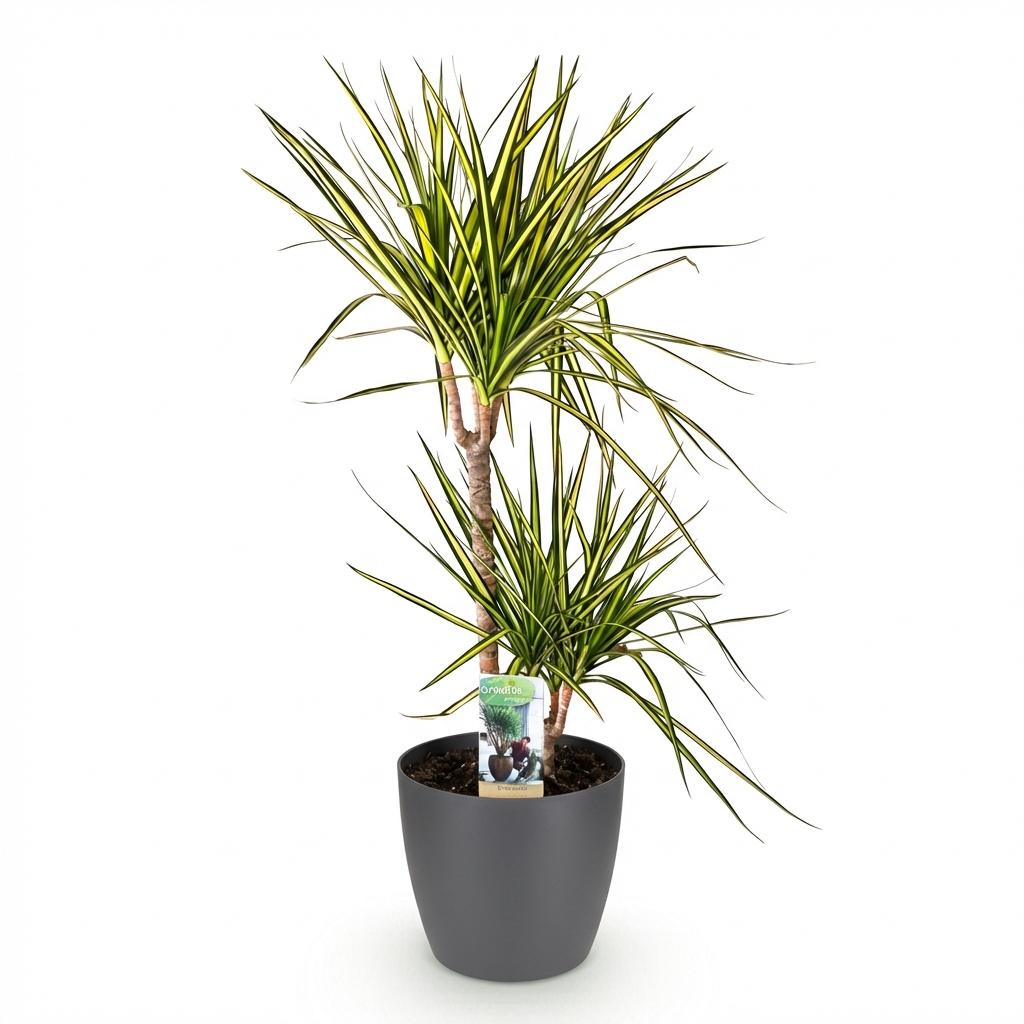 Kamerplanten - Dracaena Sunray - Drakenbloedboom - Weinig onderhoud - Groen - 1 Plant - met Potter Grijs - Pot 21cm - Hoogte 90-100cm