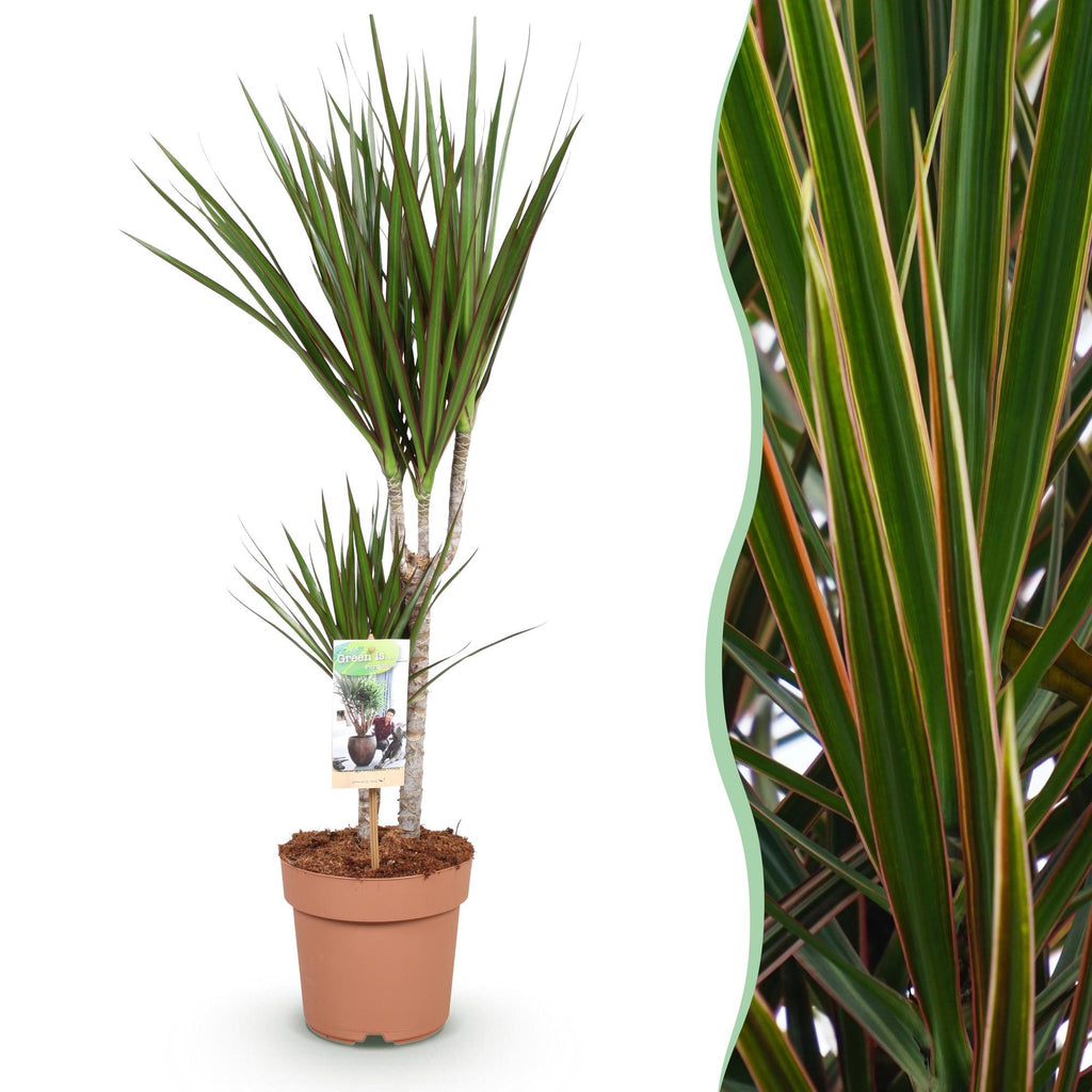 Green is... Kamerplanten - Dracaena Marginata - Drakenbloedboom - Weinig onderhoud - Groen - 1 Plant - Pot 17cm - Hoogte 70-80cm