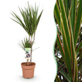 Green is... Kamerplanten - Dracaena Marginata - Drakenbloedboom - Weinig onderhoud - Groen - 1 Plant - Pot 17cm - Hoogte 70-80cm