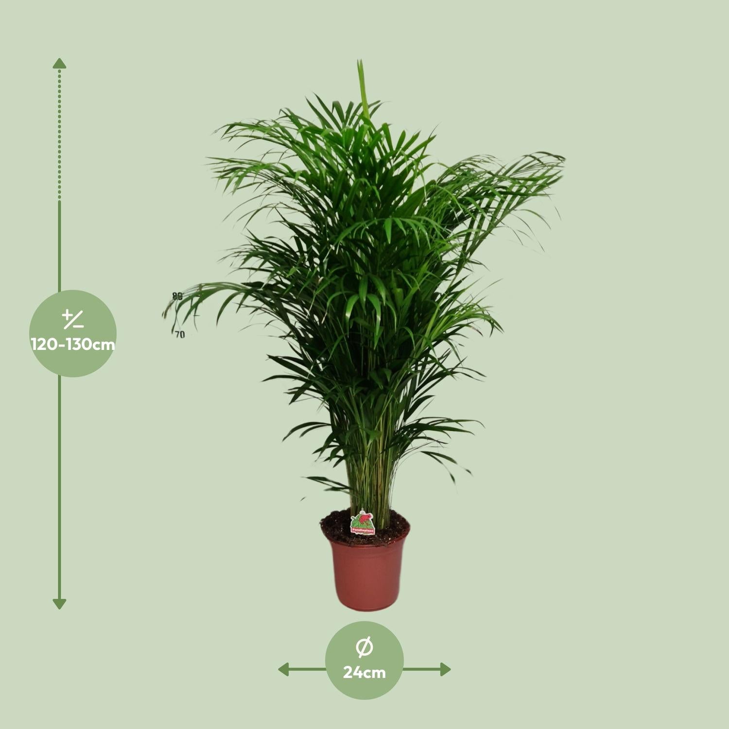 Dypsis Lutescens - Ø24cm - ↕125cm
