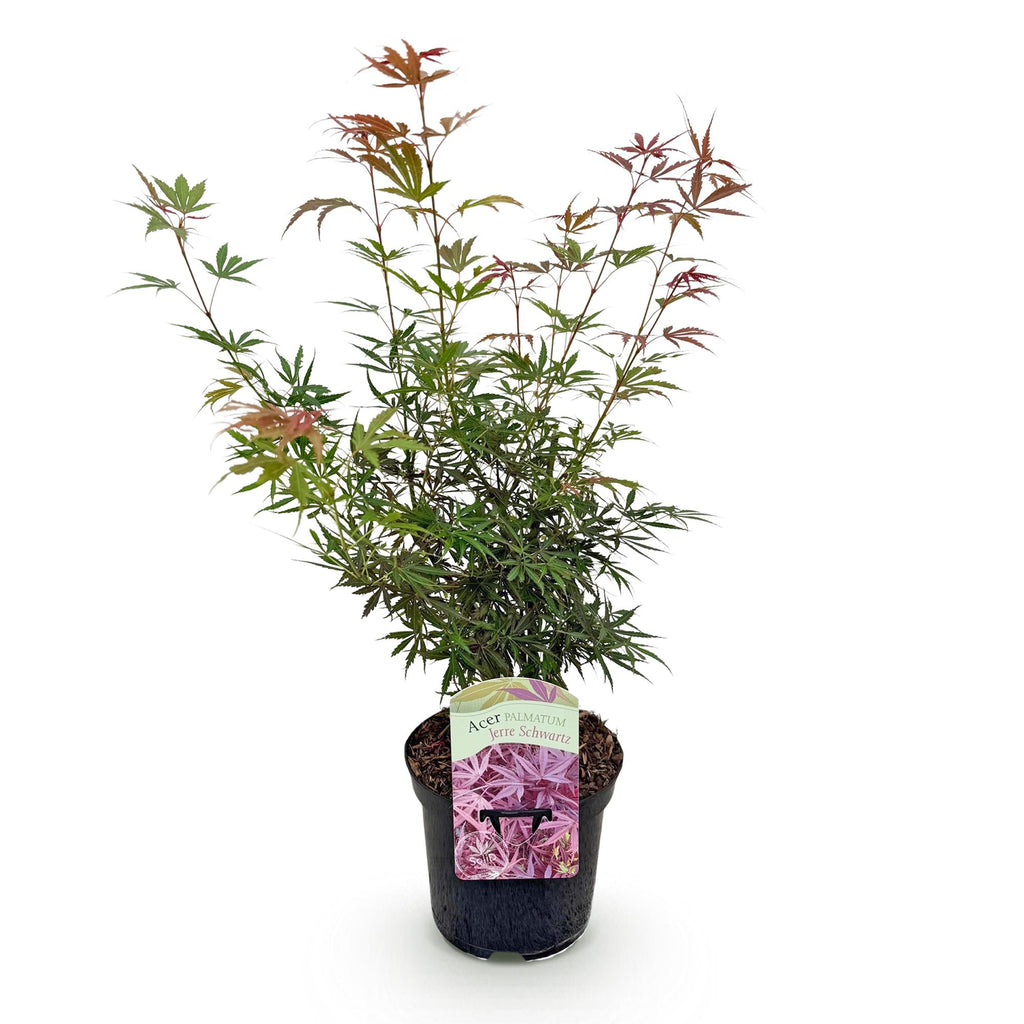 Terrasplant - Japanse Esdoorn - Acer palmatum Jerre Swarts - Donker Rood - 1 Plant - Bladverliezend -  Pot 19cm Hoogte 70cm