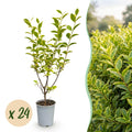24x Ligustrum ovalifolium Aureum - Bontbladige Liguster - Haagplanten - Groenblijvend - Bont - Pot 9cm - Hoogte 35-45cm