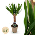 Kamerplant - Yucca elephantipes - Yucca - Weinig onderhoud - Groen - 2 - Pot 14cm - Hoogte 55cm