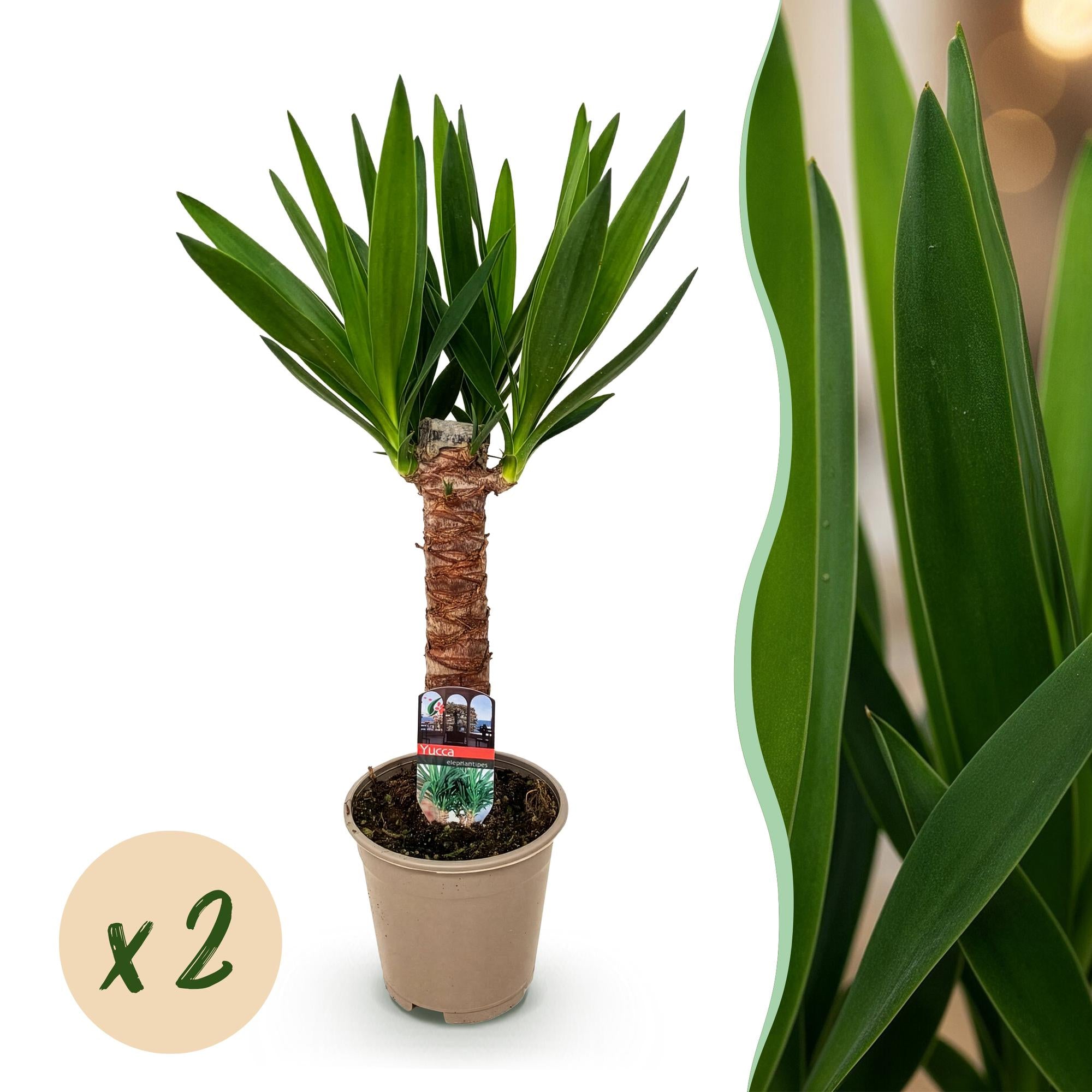 Kamerplant - Yucca elephantipes - Yucca - Weinig onderhoud - Groen - 2 - Pot 14cm - Hoogte 55cm