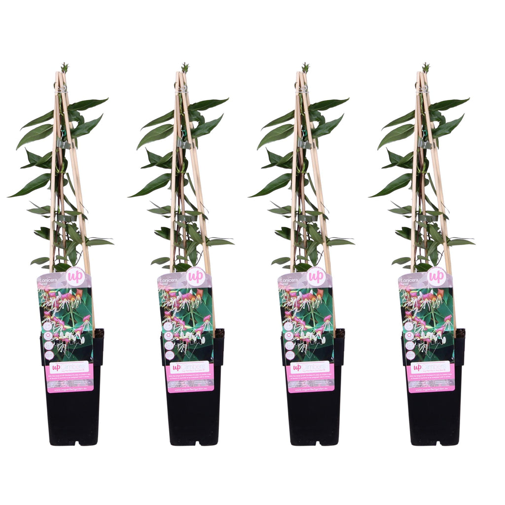 4x - Lonicera henryi - ↨65cm - Ø15
