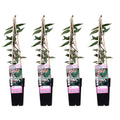 4x - Lonicera henryi - ↨65cm - Ø15