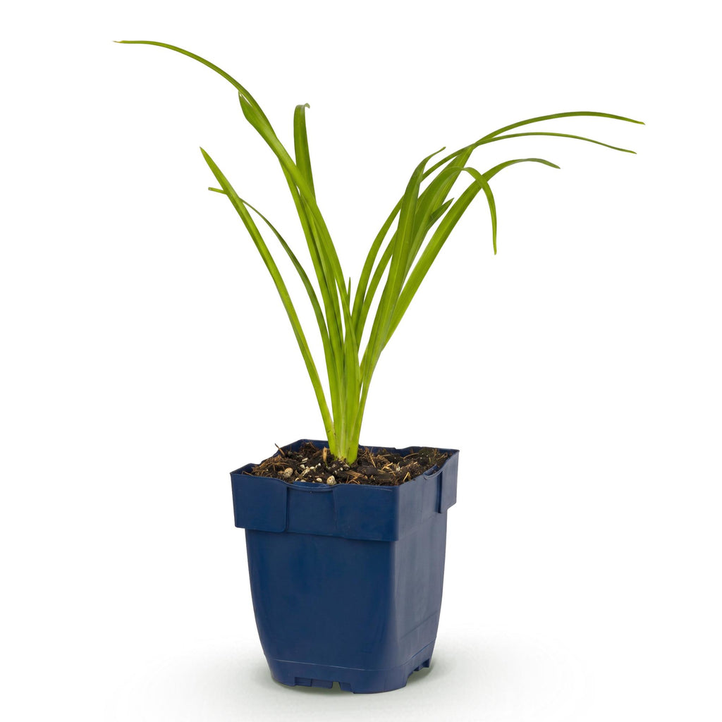 Vasteplant - Hemerocallis Arctic Snow - Daglelie - Bijen en Vlinderlokkers - Creme - 1 Plant - Pot 11cm - Hoogte 15-25cm