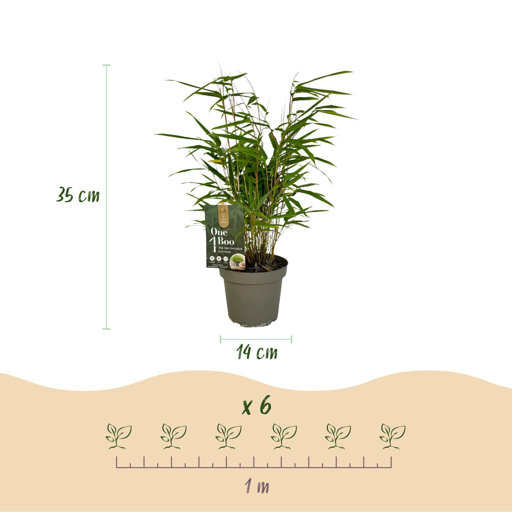 Bamboe - Fargesia Rufa - Bladhoudend - Niet Woekerend - Groen - 6 Planten - Pot 14cm - Hoogte 35cm