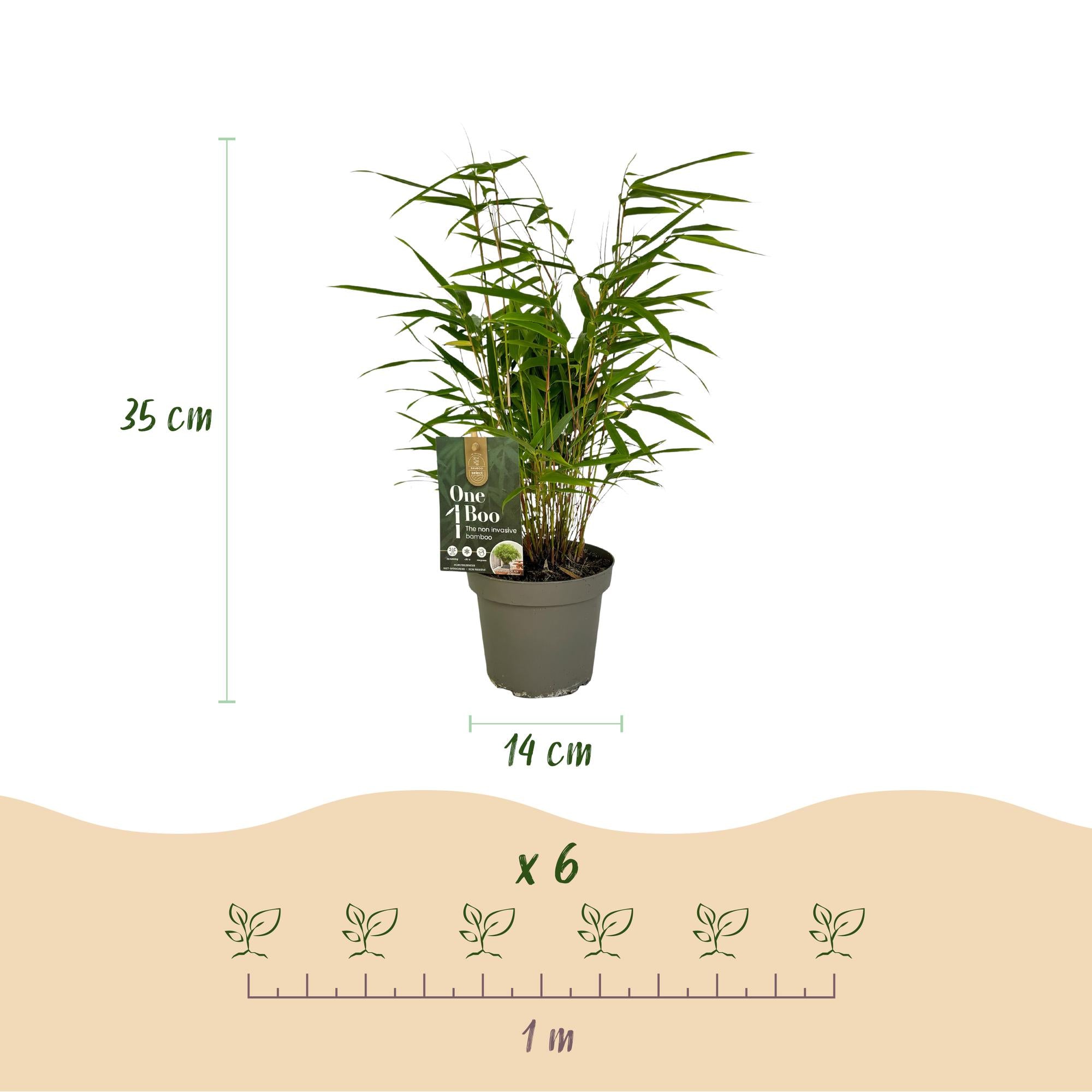 Bamboe - Fargesia Rufa - Bladhoudend - Niet Woekerend - Groen - 6 Planten - Pot 14cm - Hoogte 35cm