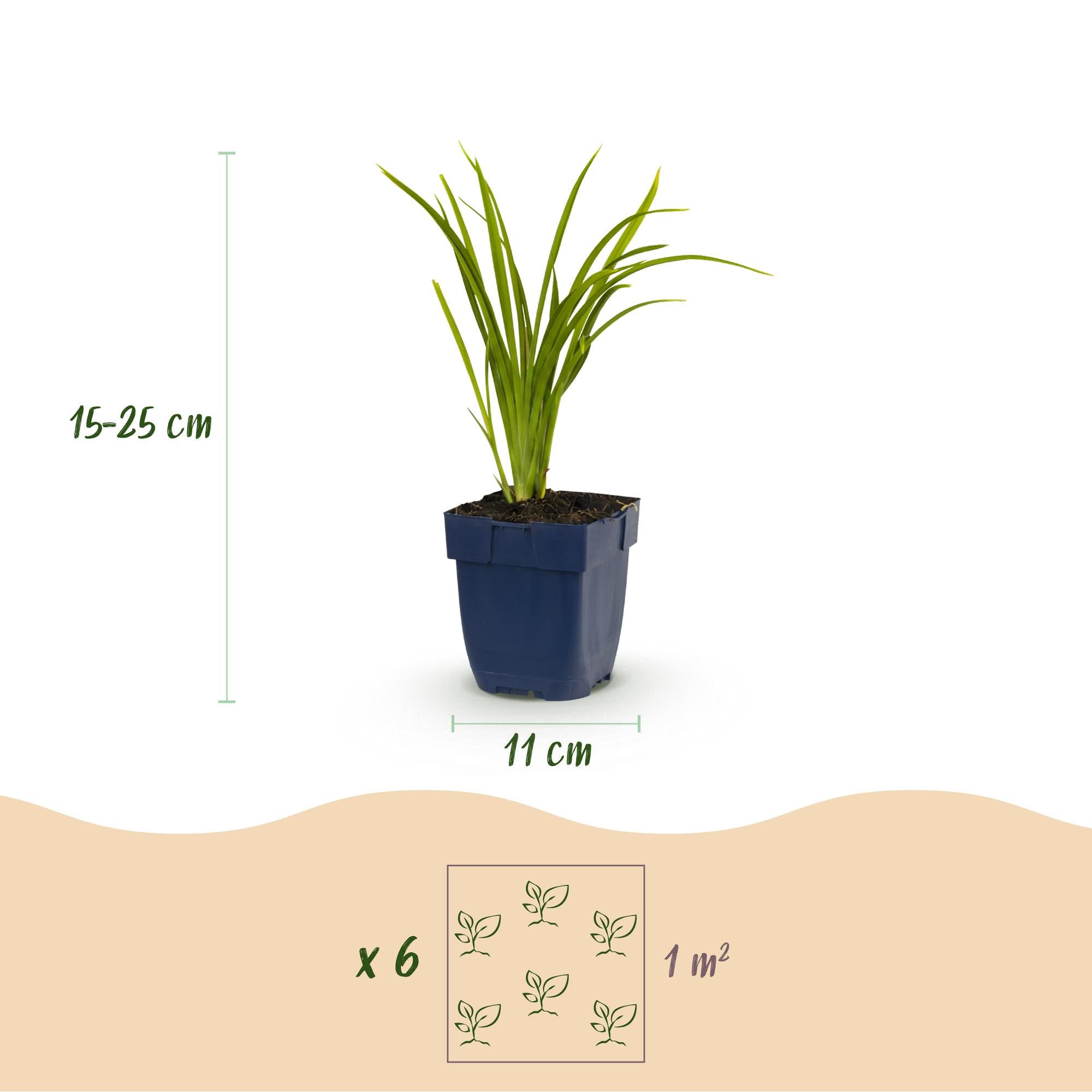 Vasteplant - Hemerocallis Autumn Red - Daglelie - Bijen en Vlinderlokkers - Rood - 3 Planten - Pot 11cm - Hoogte 15-25cm