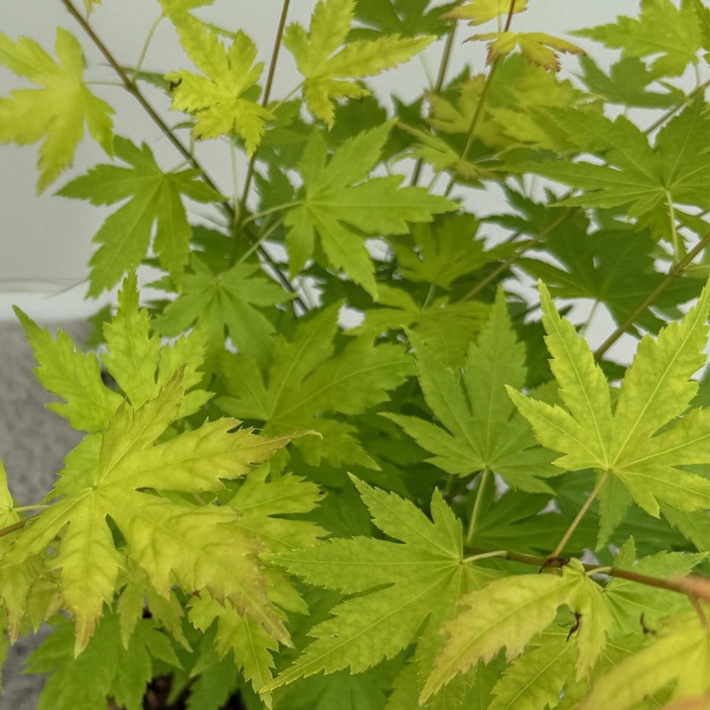 Terrasplant - Japanse Esdoorn - Acer palmatum Orange Dream - Oranje - 2 Planten - Bladverliezend - Pot 19cm Hoogte 70cm