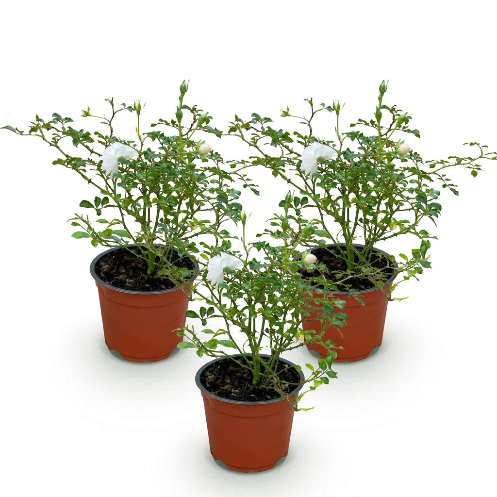 Tuin Roos - Rosa White Fairy - Roos - Winterhard - Wit - 3 Planten - Pot 12cm - Hoogte Hoogte 20-25cm