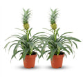 Ananasplant Mi Amigo - 2 Stuks - Ø 12 cm - Hoogte: 35 - 40 cm