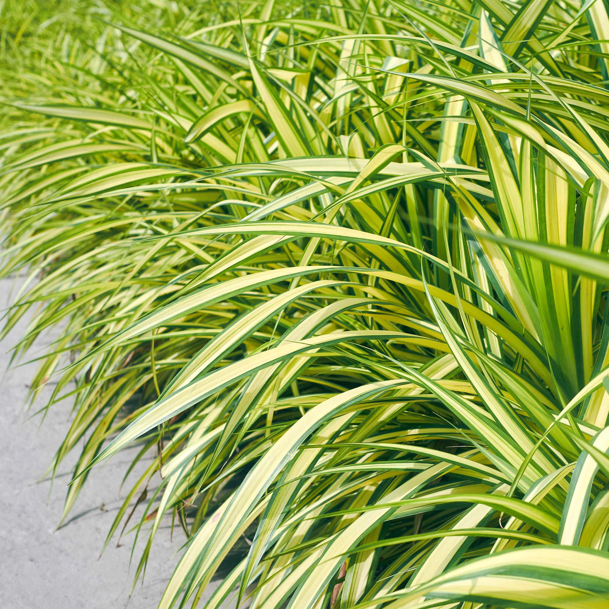 Siergrassen - Carex oshimensis Evergold - Geel & Groen - 2 Planten - Bladhoudend - Weinig Onderhoud - Pot 17cm Hoogte 50cm