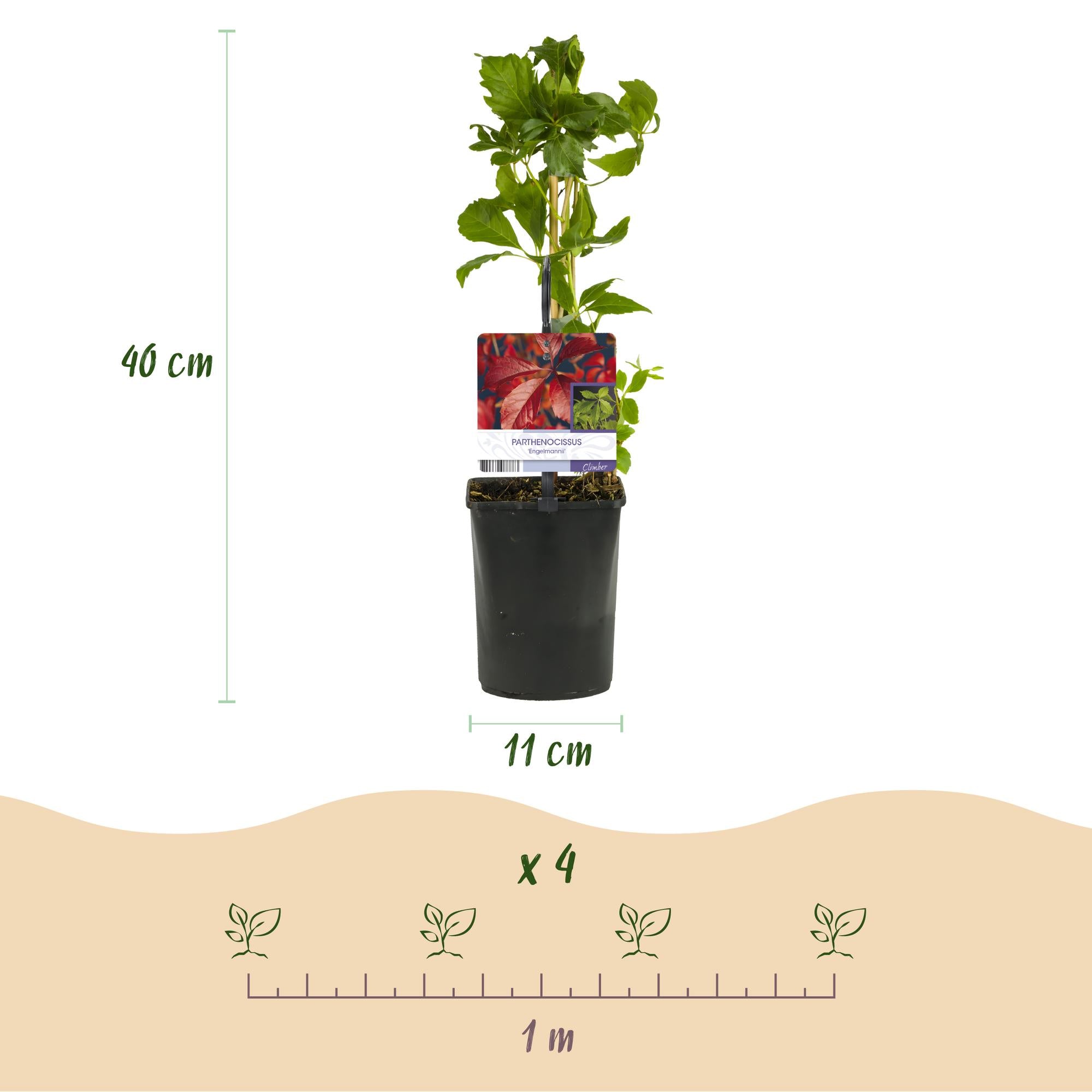 Wilde Wingerd - Parthenocissus Engelmannii - Blad Groen later Rood - Weinig onderhoud - 2 planten - Pot 11cm Hoogte 40cm