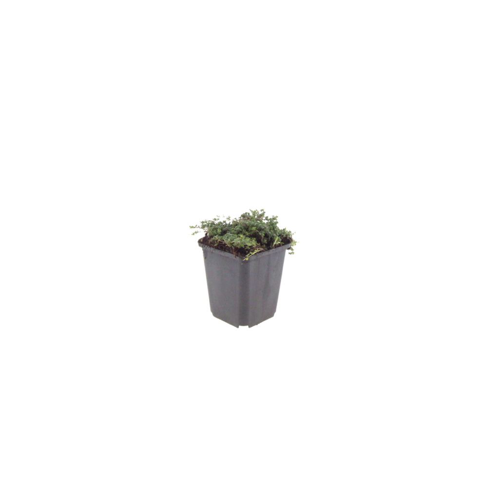 6x Thymus praecox 'Purple Beauty' - ↕10-25cm - Ø9cm