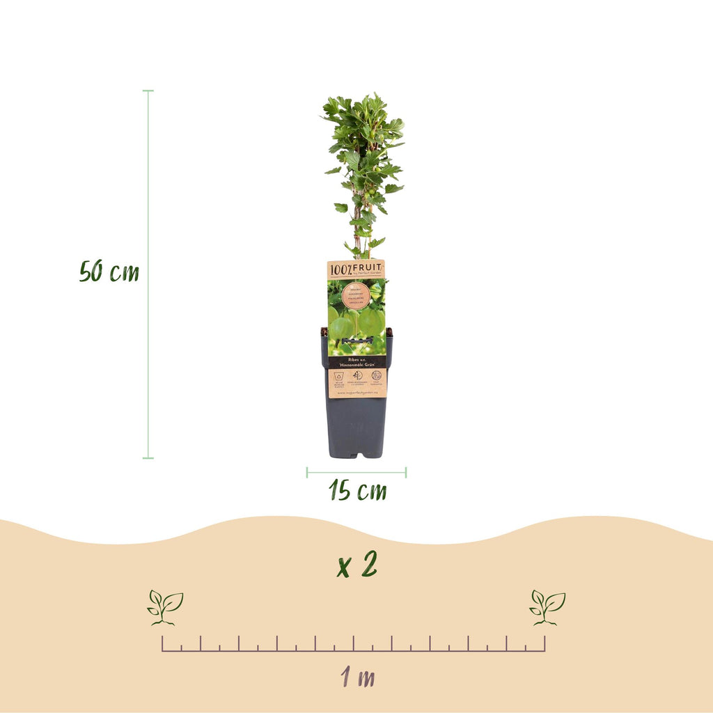 Fruitplant - Ribes uva-crispa Hinnonmäki Grün - Kruisbes - Winterhard - Groene Bes - 2 Planten - Pot 15cm - Hoogte 50cm