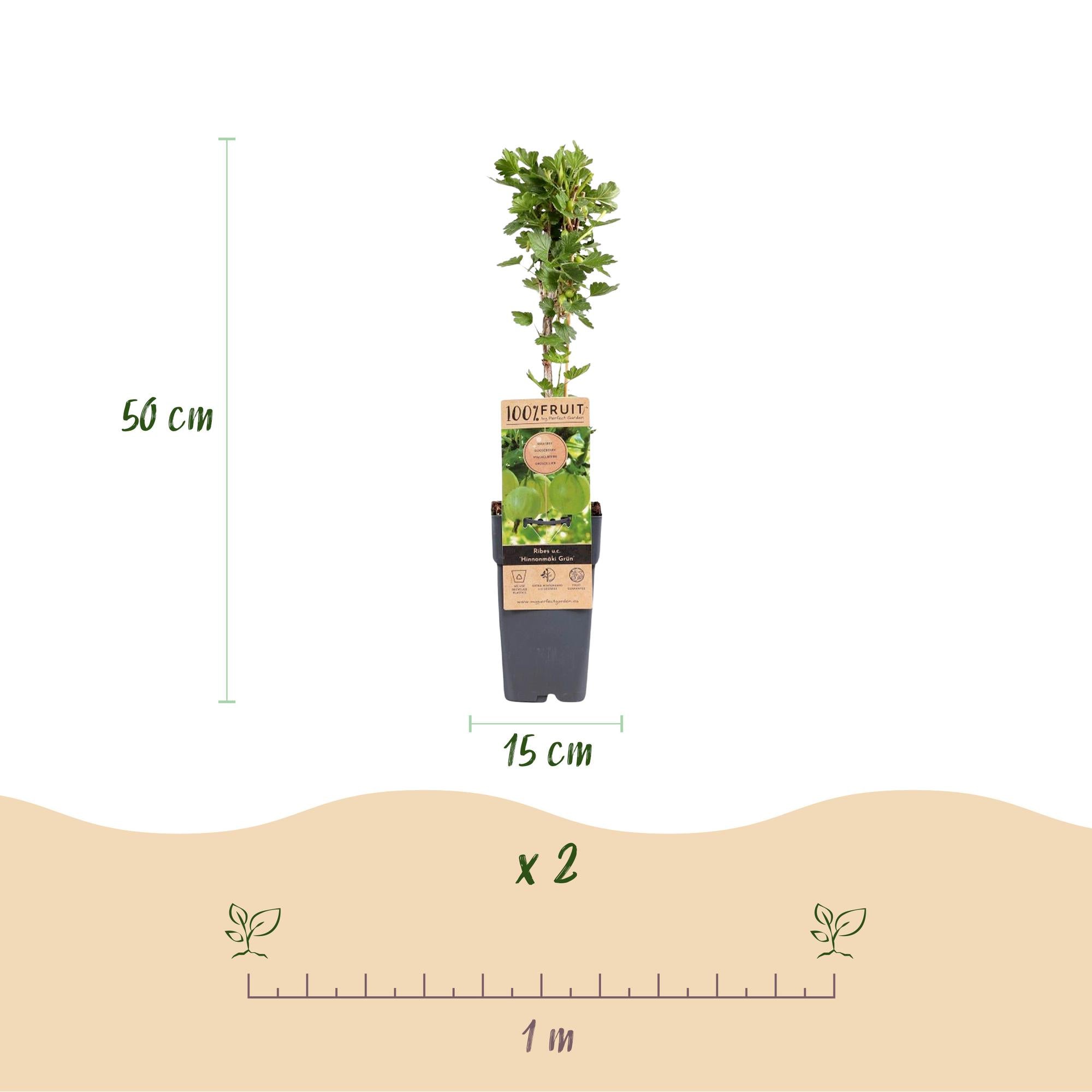 Fruitplant - Ribes uva-crispa Hinnonmäki Grün - Kruisbes - Winterhard - Groene Bes - 2 Planten - Pot 15cm - Hoogte 50cm