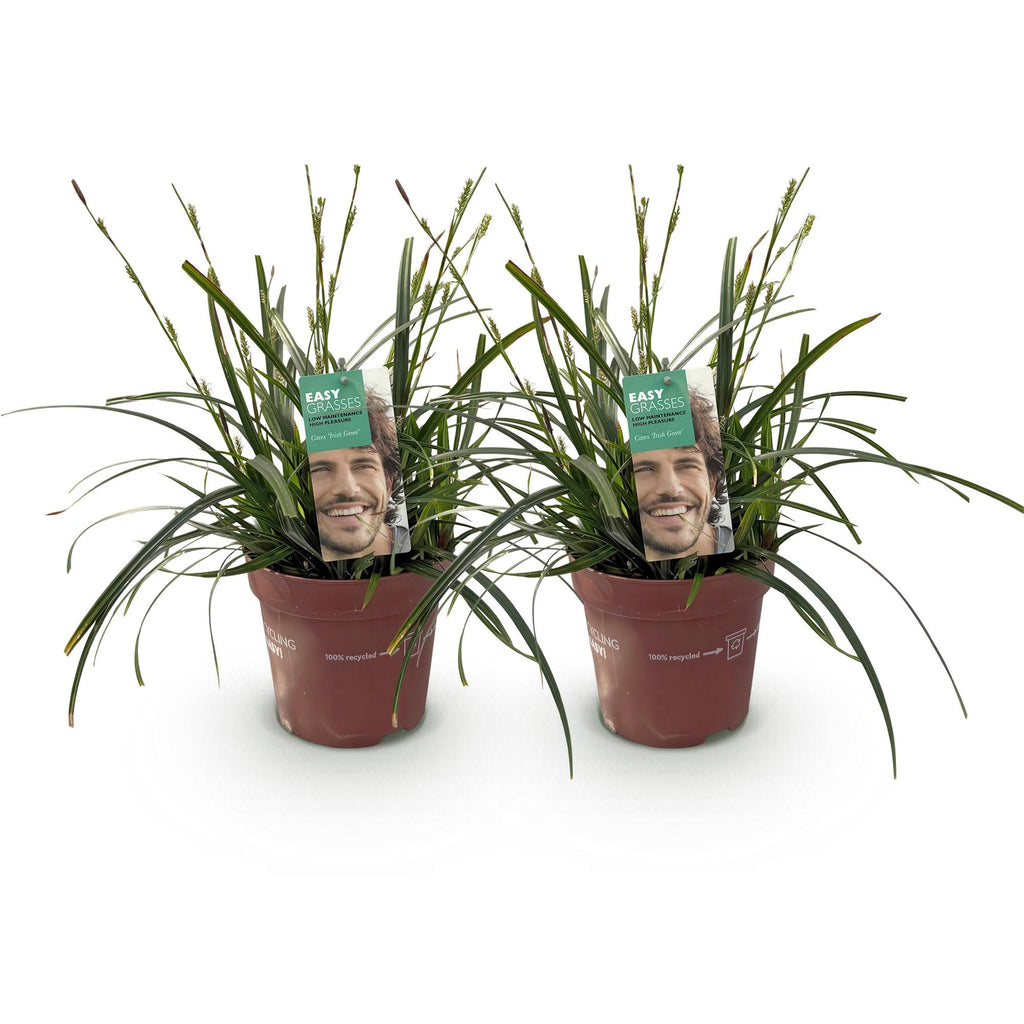 Siergrassen - Carex oshimensis Intense Green - Groen - 2 Planten - Bladhoudend - Weinig Onderhoud - Pot 17cm Hoogte 50cm