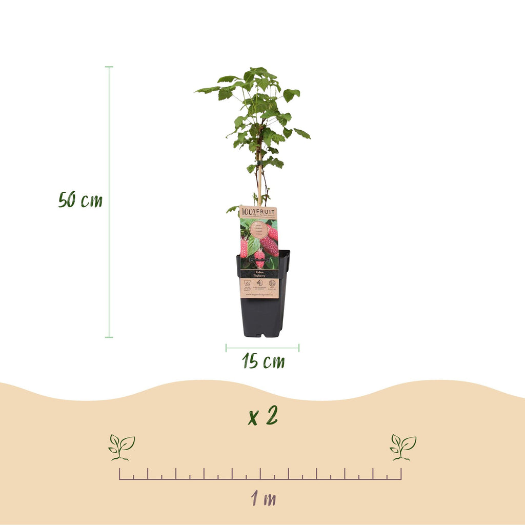 Fruitplant - Rubus log. Tayberry - Braamboos - Winterhard - Paarse Framboos - 2 Planten - Pot 15cm - Hoogte 50cm