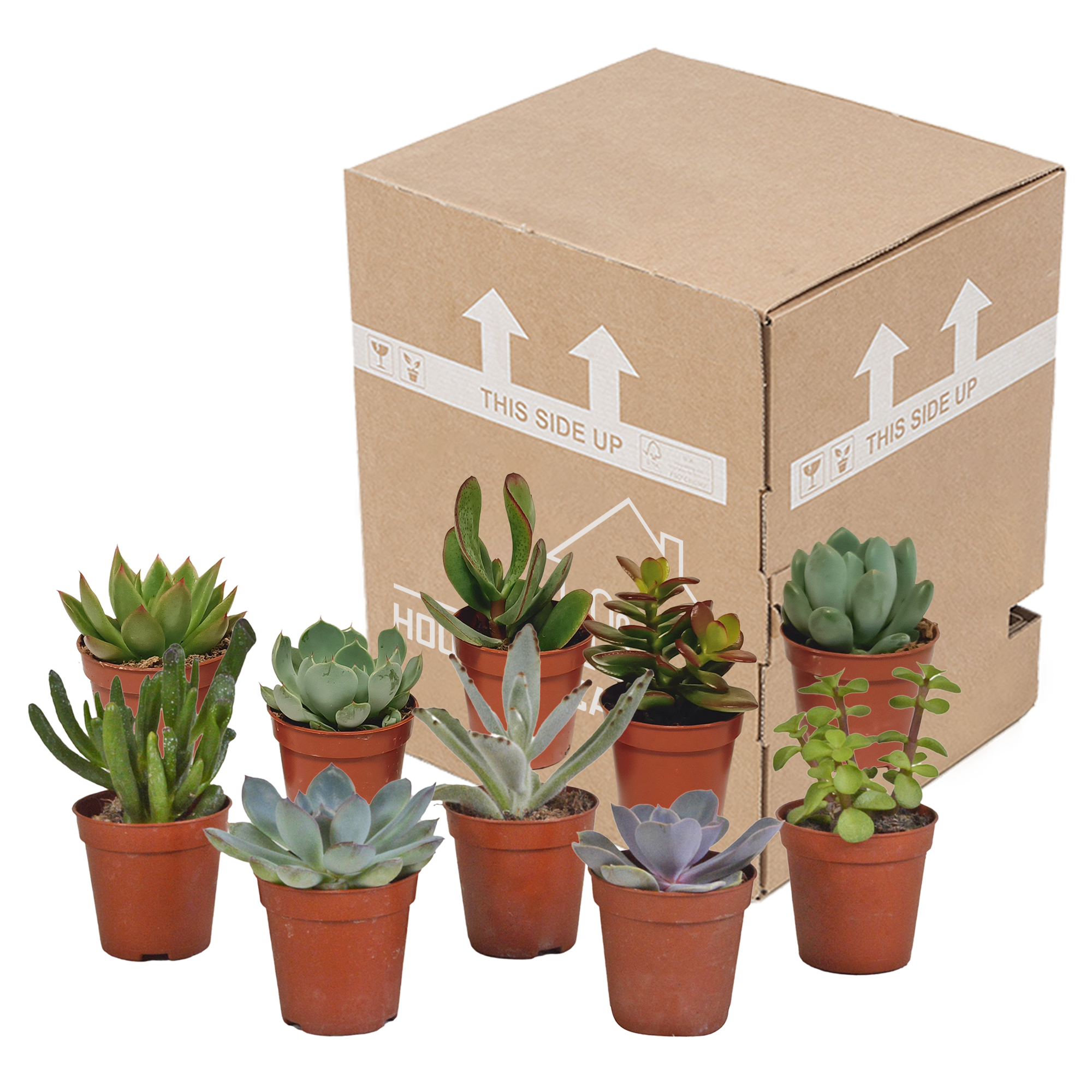 Vetplanten mix 5.5 cm - 10x - zonder pot
