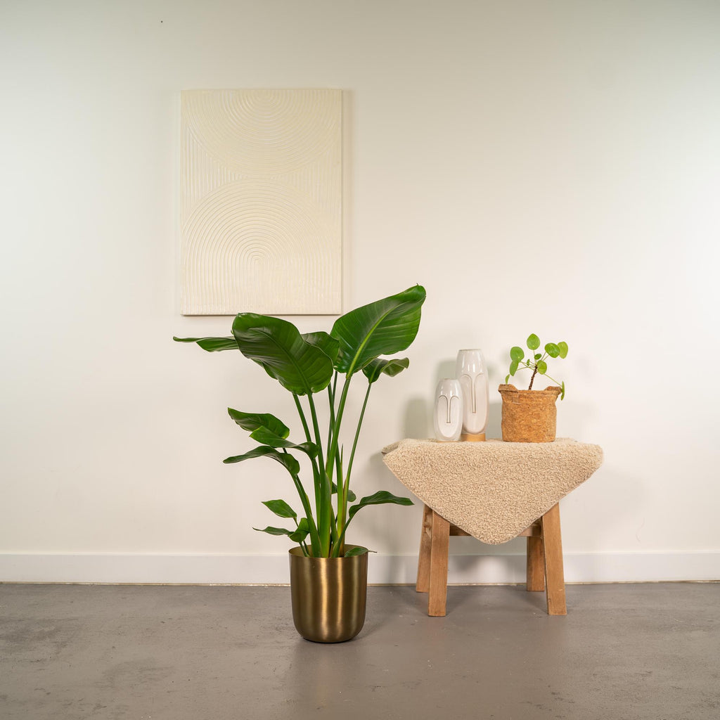 Strelitzia Nicolai - Ø19cm - ↕90cm + Pot Mayk Gold