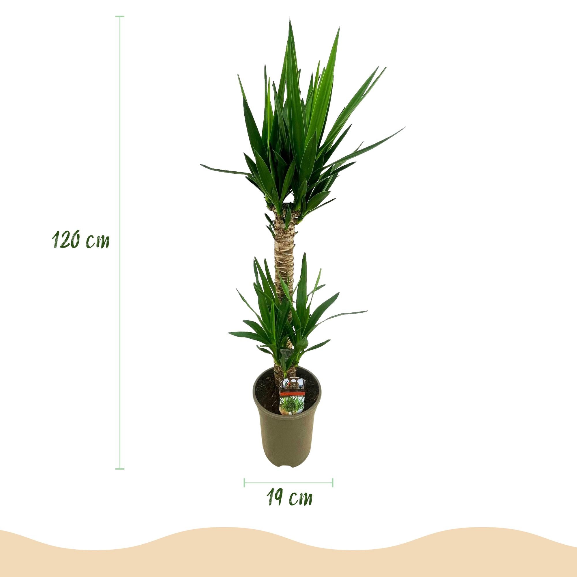 Kamerplant - Yucca elephantipes - Yucca - Weinig onderhoud - Groen - 1 - Pot 19cm - Hoogte 95cm
