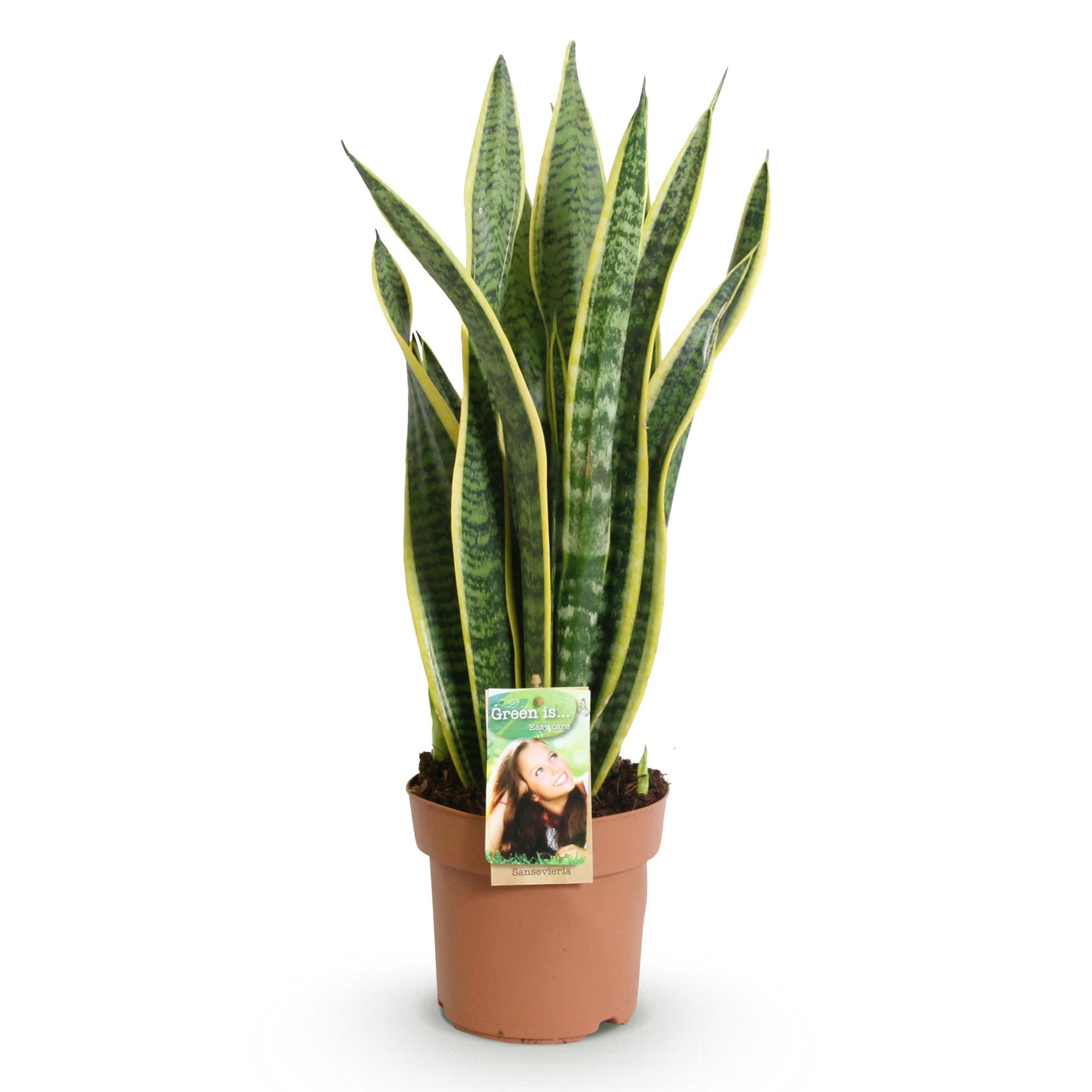 Green is... Kamerplanten - Sansevieria Laurentii - Vrouwentong - Weinig onderhoud - Groen - 1 Plant - Pot 17cm - Hoogte 60-70cm