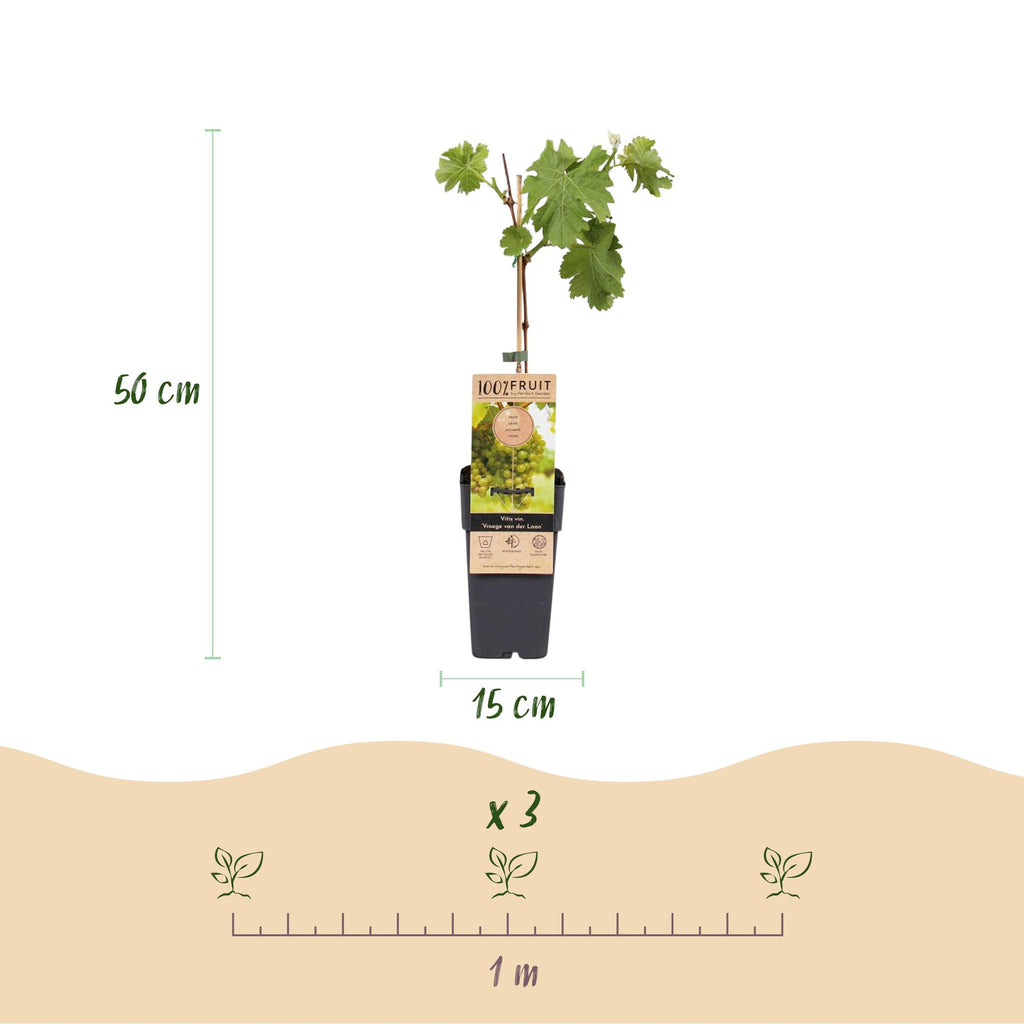 Fruitplant - Vitis vinifera Vroege van der Laan - Druivenplant - Winterhard - Witte Druif - 2 Planten - Pot 15cm - Hoogte 50cm