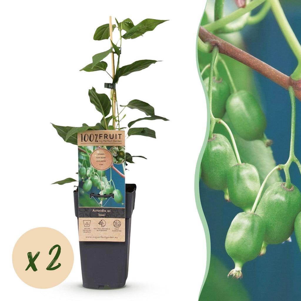 Fruitplant - Acitinidia arguta Issai - Kiwiplant - Zelfbestuivend - Groene Vrucht - 2 Planten - Pot 15cm - Hoogte 50cm