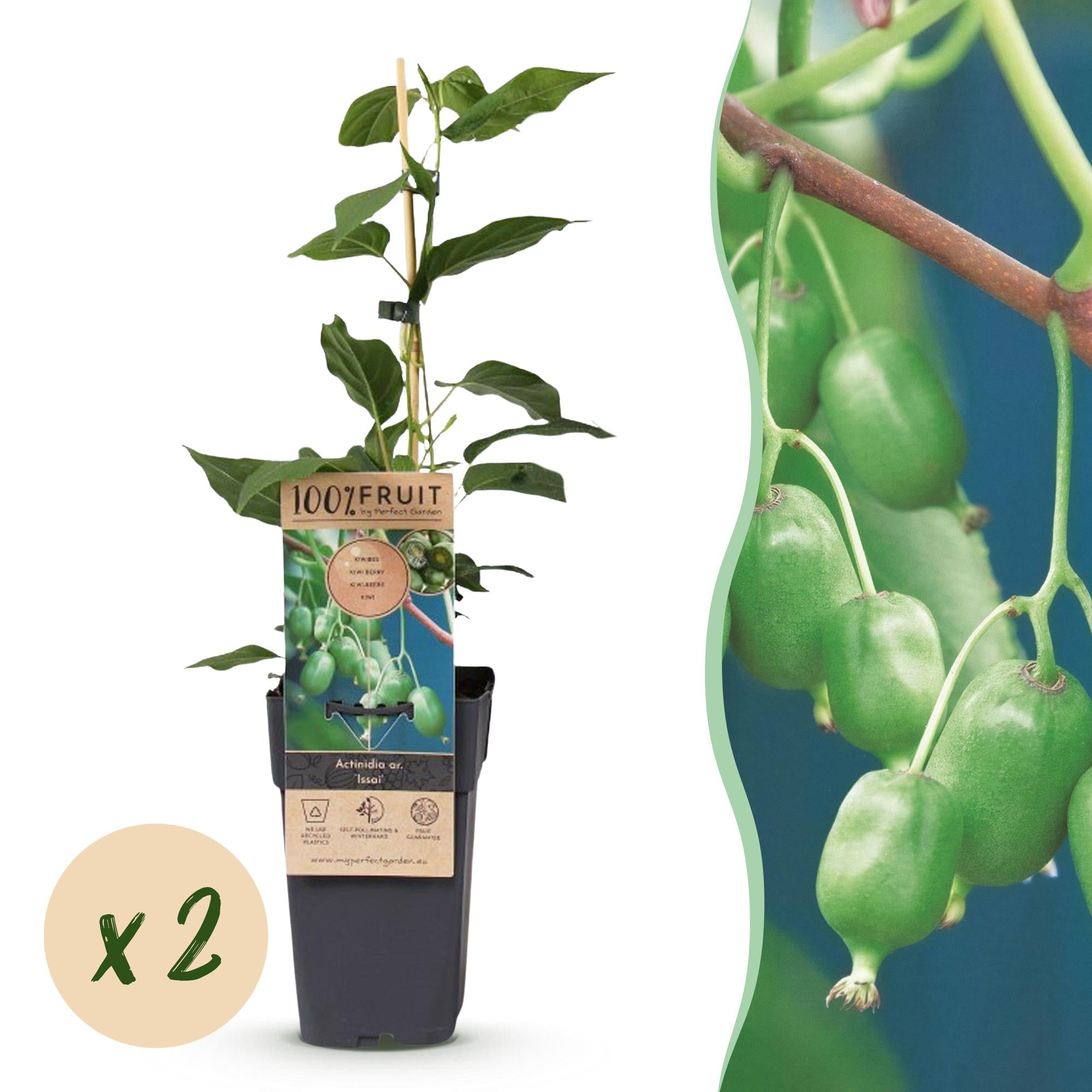Fruitplant - Acitinidia arguta Issai - Kiwiplant - Zelfbestuivend - Groene Vrucht - 2 Planten - Pot 15cm - Hoogte 50cm