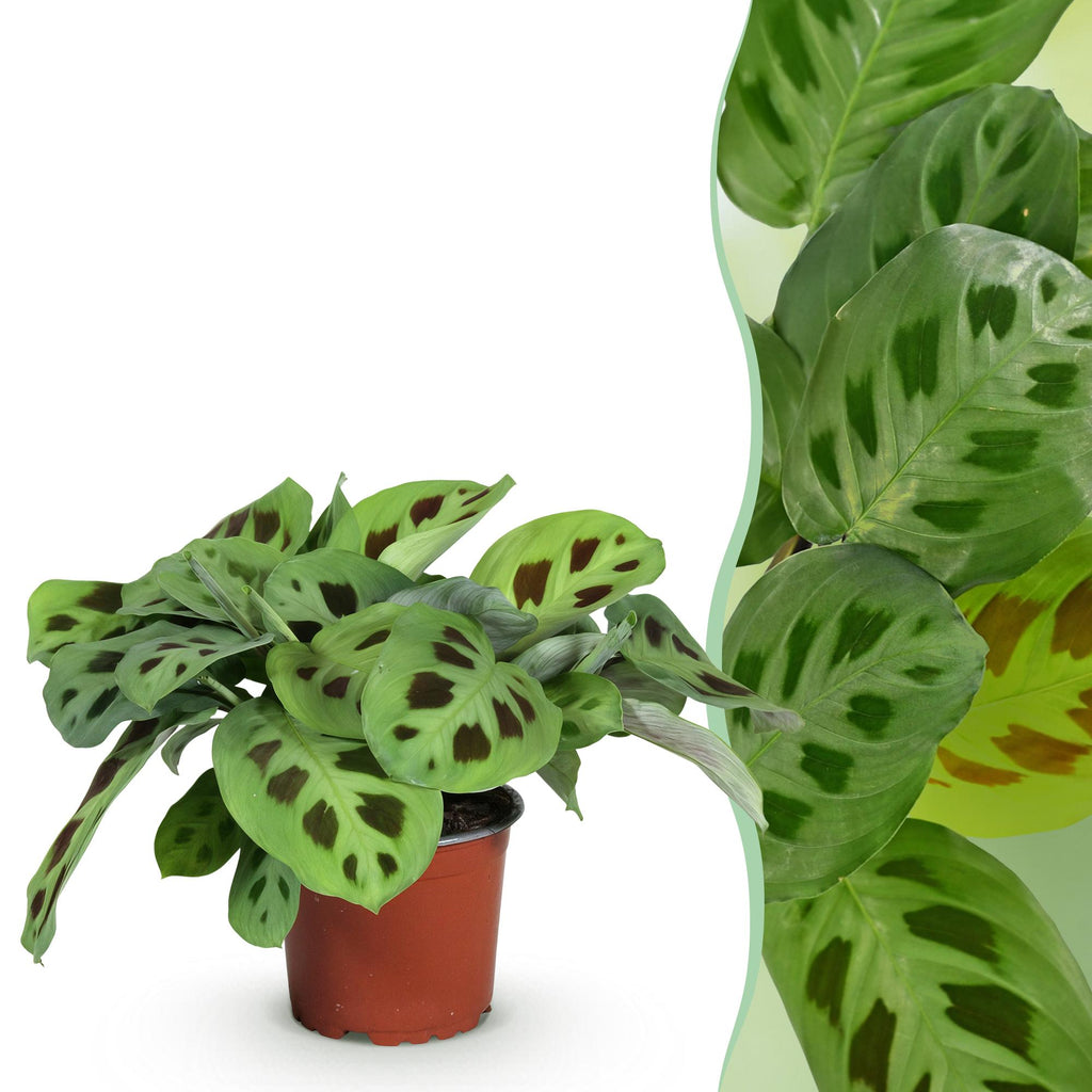 Kamerplant - Maranta Fascinator Kerchoveana - Zebraplant - Huisdiervriendelijke Plant - Groen - 1 Plant - Pot 12cm - Hoogte 25cm