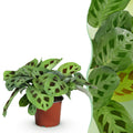 Kamerplant - Maranta Fascinator Kerchoveana - Zebraplant - Huisdiervriendelijke Plant - Groen - 1 Plant - Pot 12cm - Hoogte 25cm
