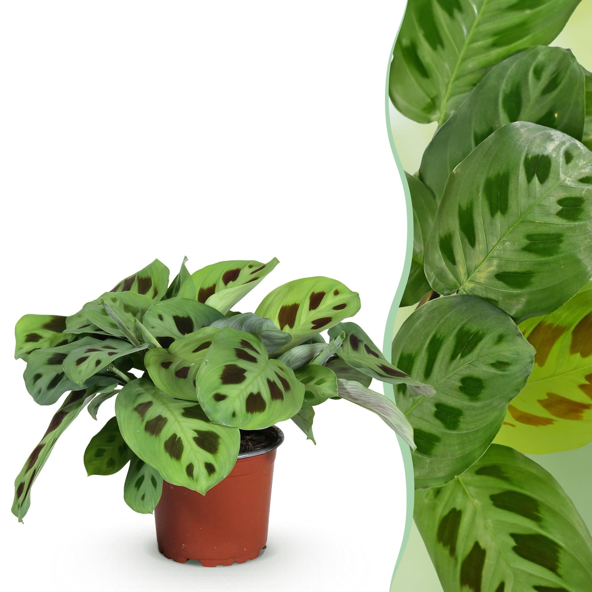 Kamerplant - Maranta Fascinator Kerchoveana - Zebraplant - Huisdiervriendelijke Plant - Groen - 1 Plant - Pot 12cm - Hoogte 25cm
