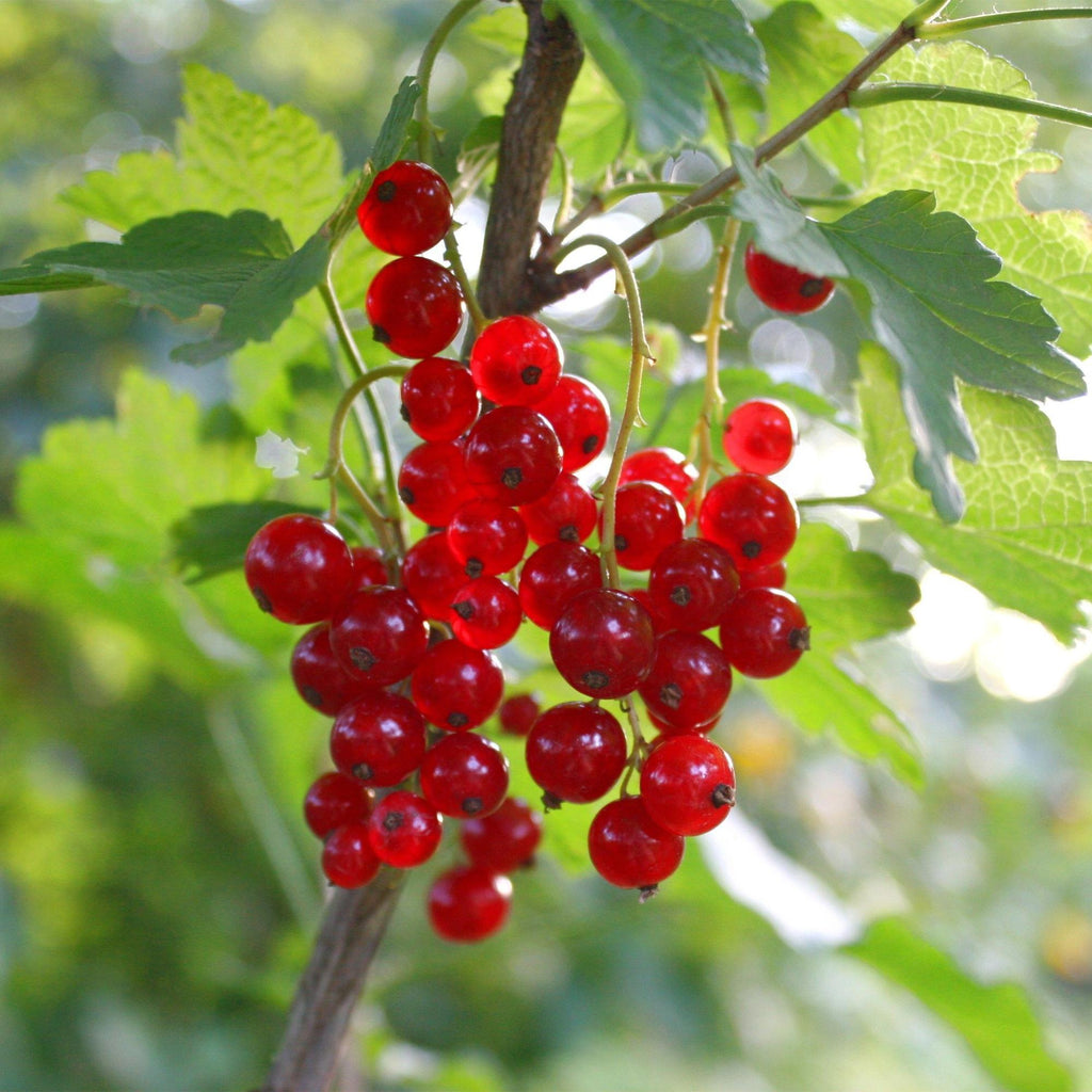 Fruitplant - Ribes rubrum Jonkheer van Tets - Bessenplant - Winterhard - Rode Bes - 2 Planten - Pot 15cm - Hoogte 50cm