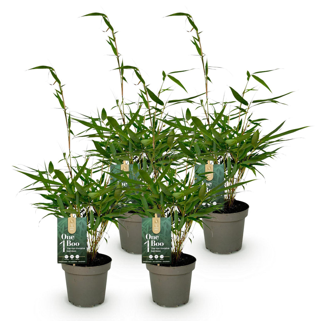 Grassen - Fargesia robusta Pingwu - Niet Woekerende Bamboe - Bladhoudend - Groen - 4 Planten - Pot 14 cm - Hoogte 35 cm