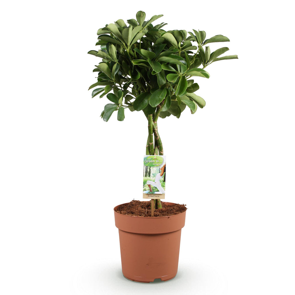 Green is... Kamerplanten - Schefflera Nora - Vingerboom - Weinig onderhoud - Groen - 1 Plant - Pot 21cm - Hoogte 70-82cm