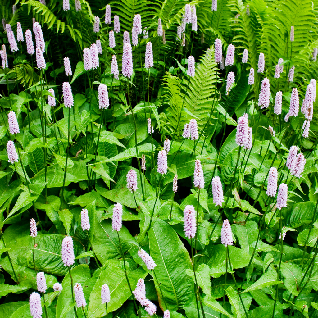 48x Persicaria bistorta - ↕10-25cm - Ø9cm