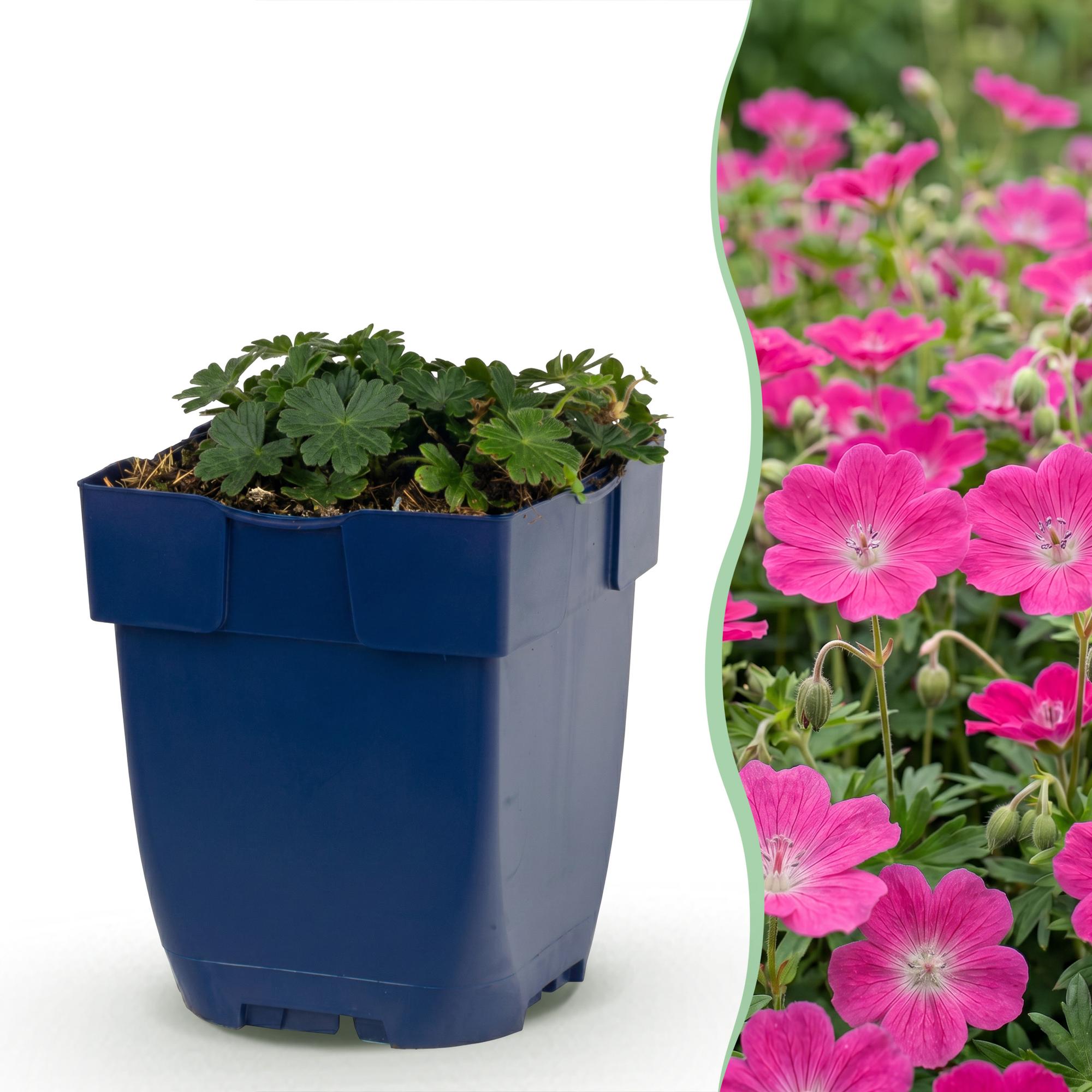 Vasteplant - Geranium sang. Max Frei - Ooievaarsbek - Bodembedekkend - Roze - 24 Planten - Pot 11cm - Hoogte 15-25cm