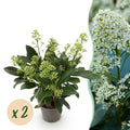 Terrasplant - Skimmia japonica Finchy - Bloem Wit - 10+ Bloemen - 2 Planten - Winterhard - Pot 10,5cm Hoogte 25cm