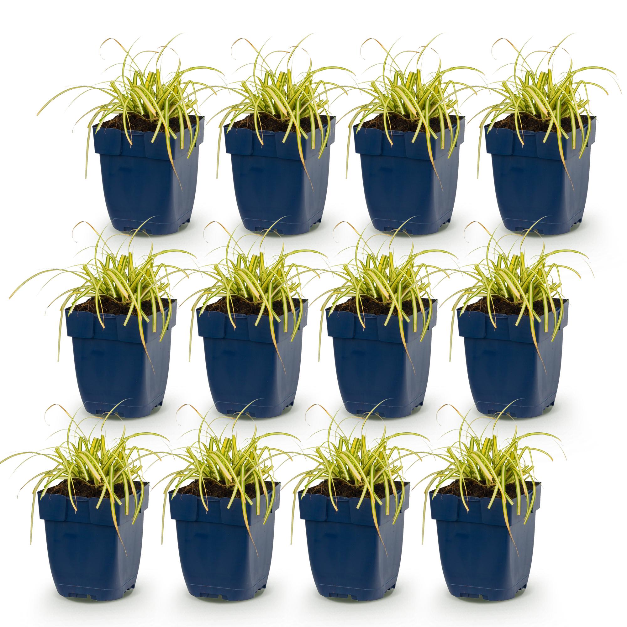 Grassen - Carex oshimensis Evergold - Japanse Zegge - Groenblijvend - Geel-Groen - 12 Planten - Pot 11cm - Hoogte 15-25cm